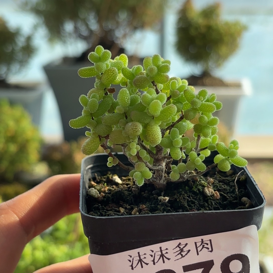 679金桔枝干福利炸