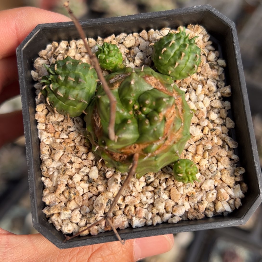 实生法利达大戟 脱土发货的