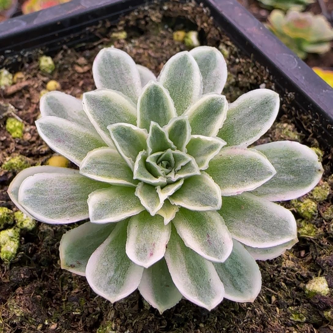 秋夕玫瑰12134343464575424