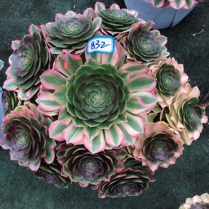 832雨荷多肉法师