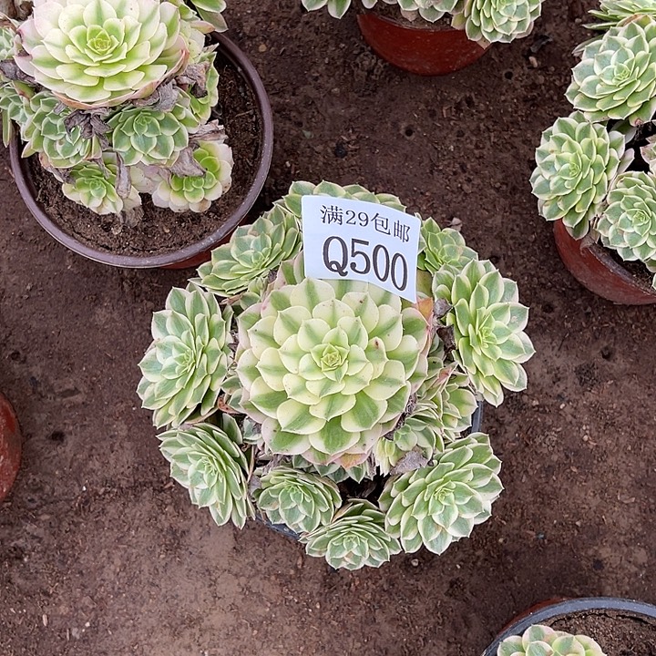 500粉体海王多肉植物  