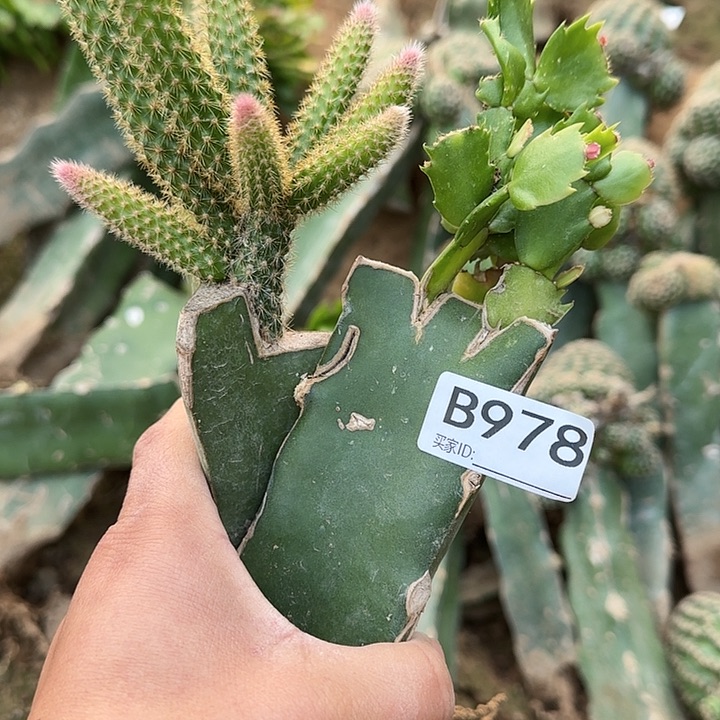 开**艺清货蟹爪兰鼠尾978