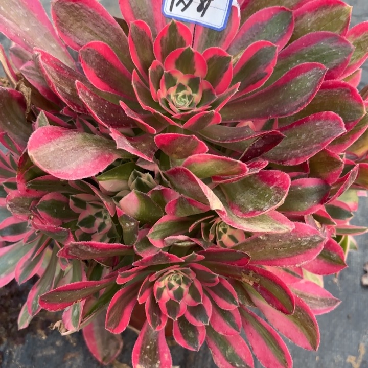 邀月多肉断枝不包89