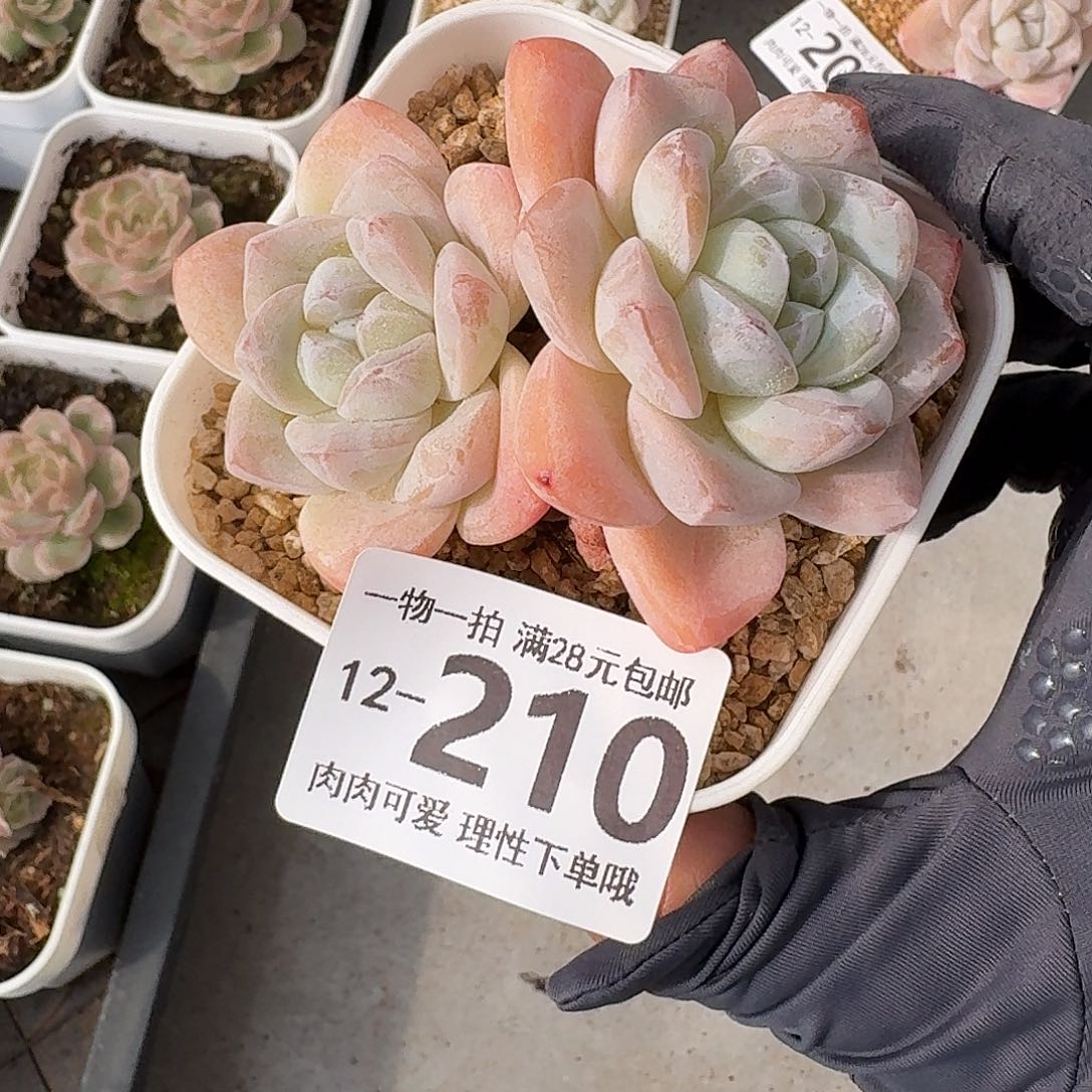 冰玉无盆土发货无盆土发货无