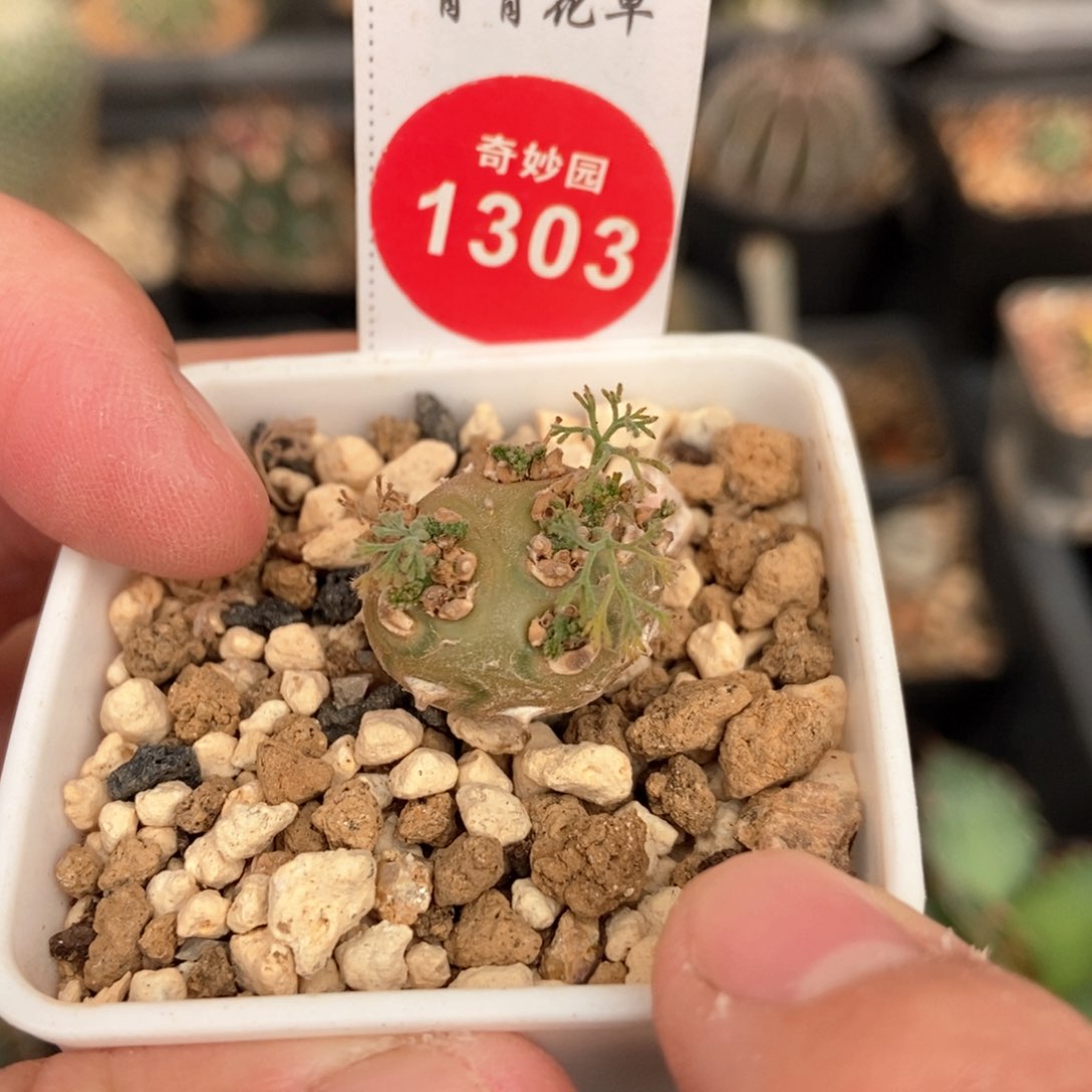 白皮月界1.8cm一棵仙人球