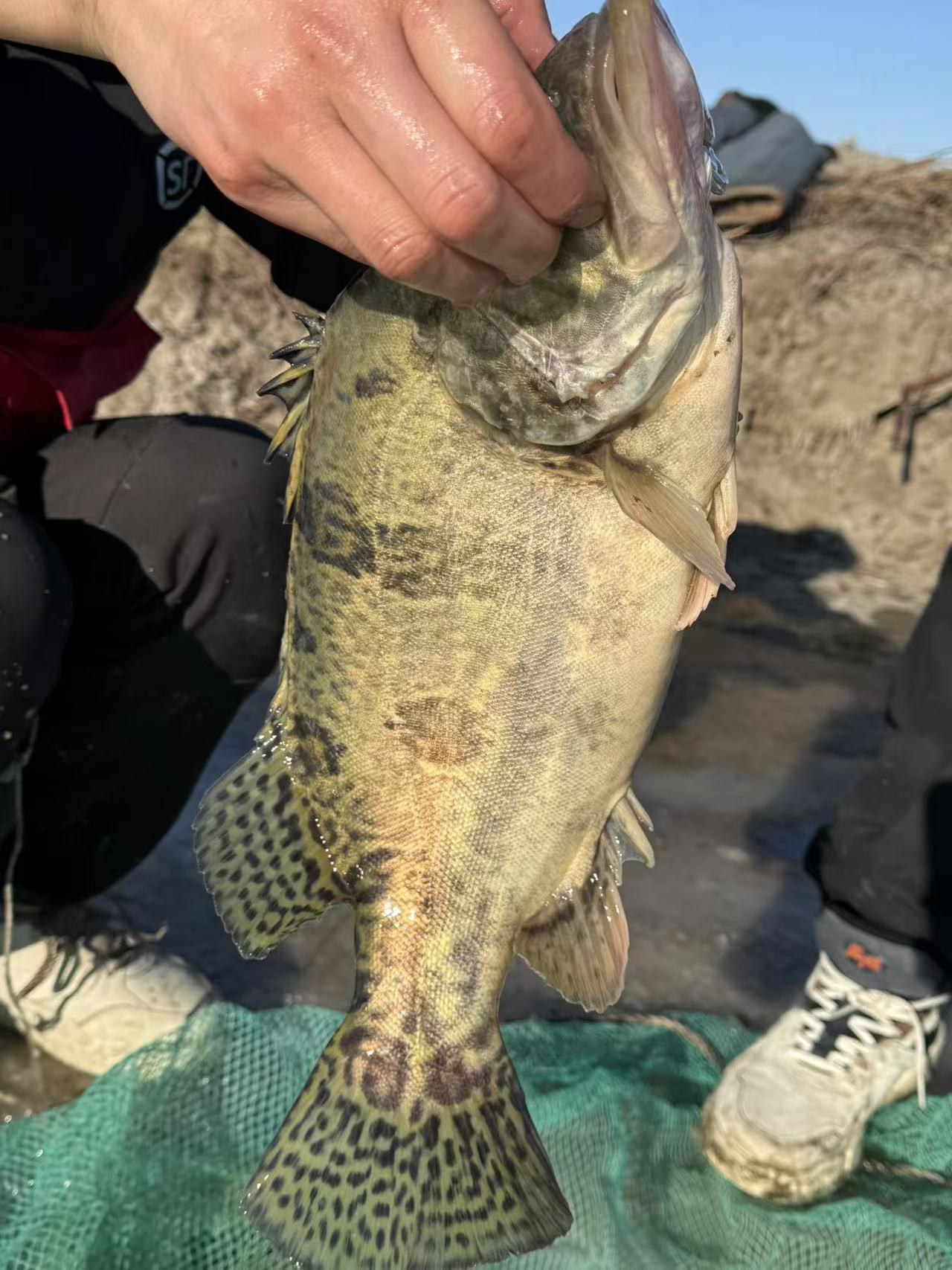 东北野生冬捕鱼纯野生鳌花鱼桂鱼打网鱼