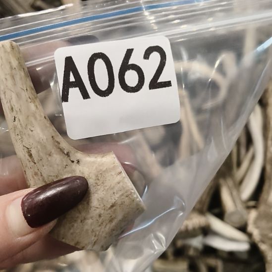 ༺***༻鹿角鹿角鹿角鹿角鹿角鹿角