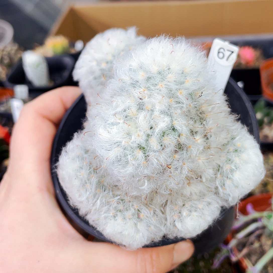 非偏远地区满25包邮仙人球