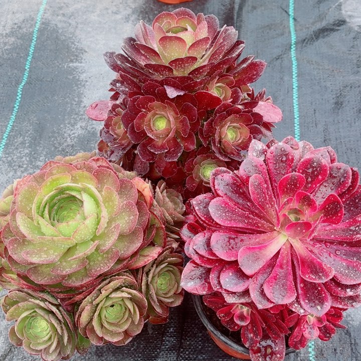 多肉法师不包断枝断叶