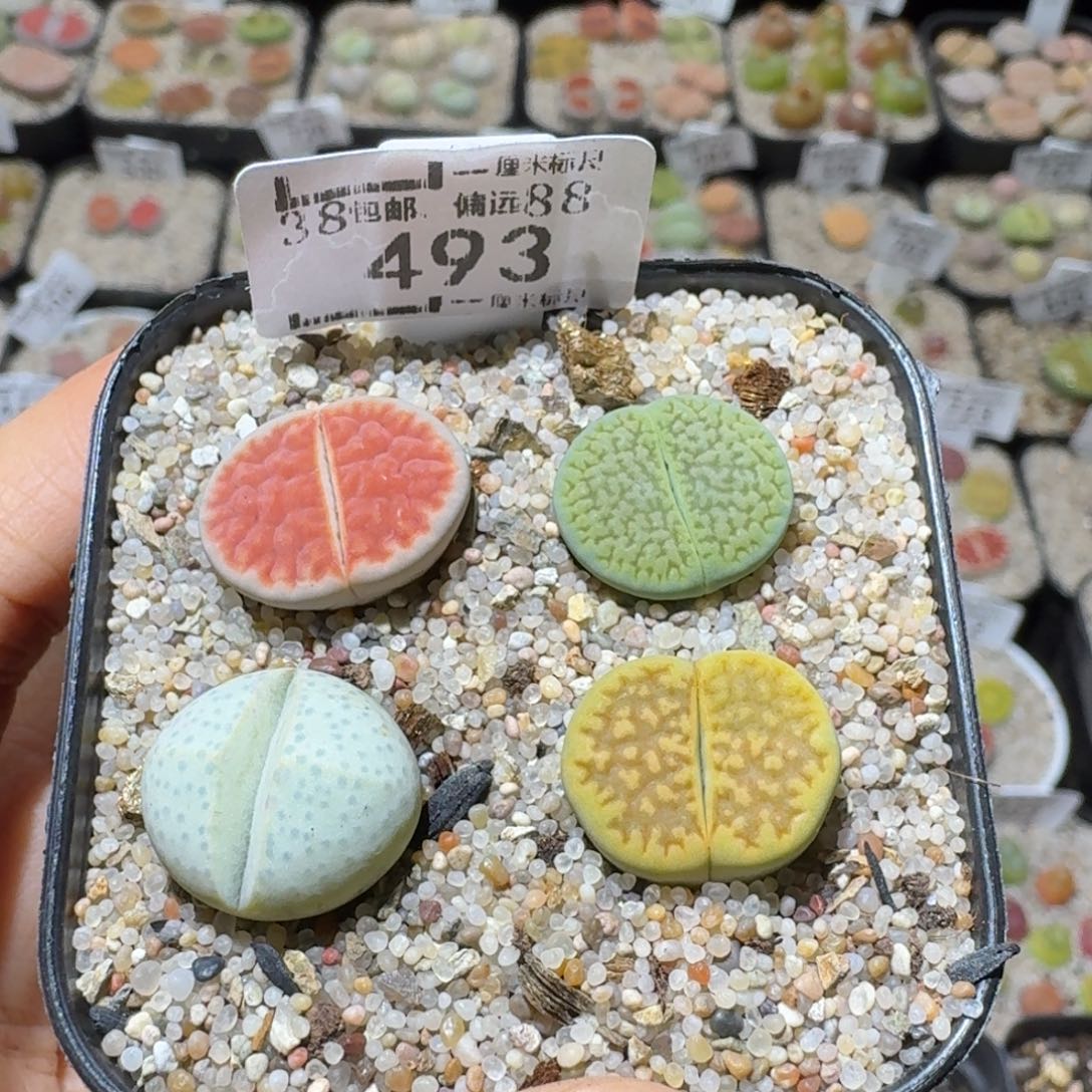 Ssss便宜清仓价493