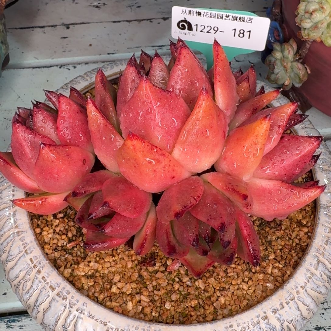 从前慢多肉精选编号1229.181