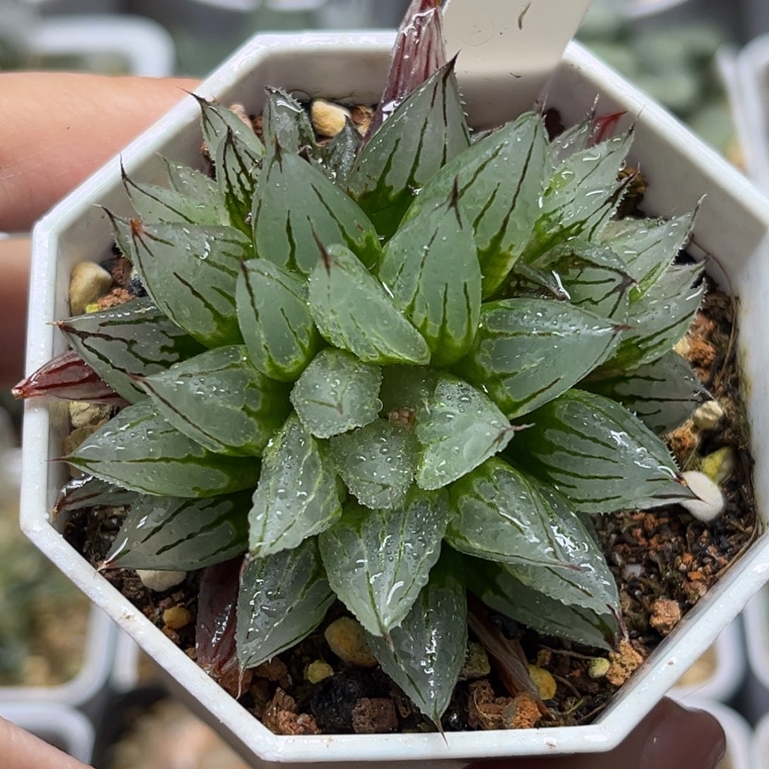 42西亚姬福利专场