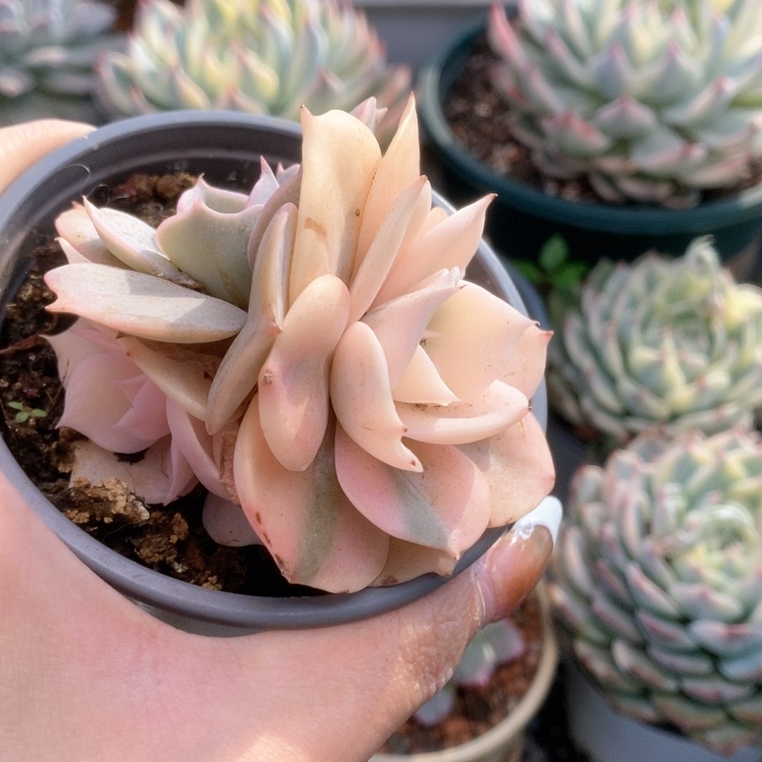 125双子座锦锦锦锦锦锦