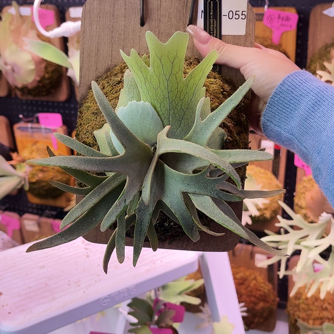 nook 黑牌侏儒 dn watchara