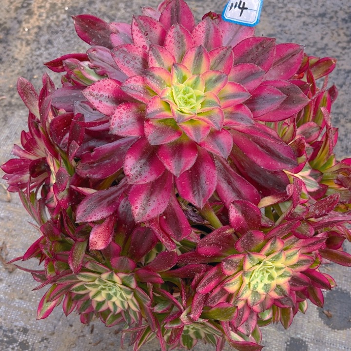 114天合多肉法师