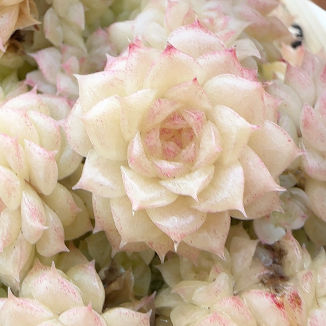 i**”【闪购商品】0215-18（玉透优选麦杆