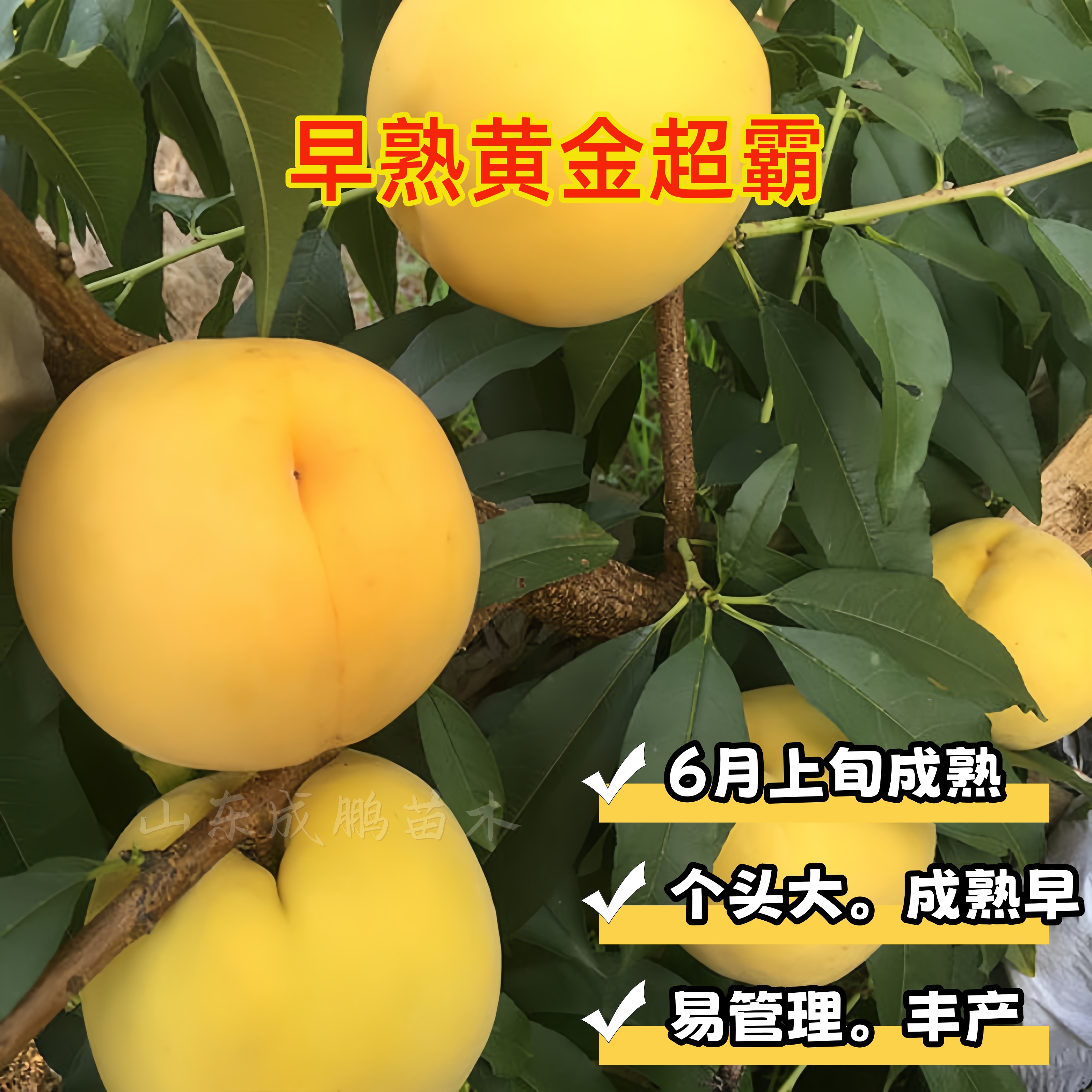 早熟黄金超霸黄桃树苗新品种  6月上旬成熟  个头大  极丰产