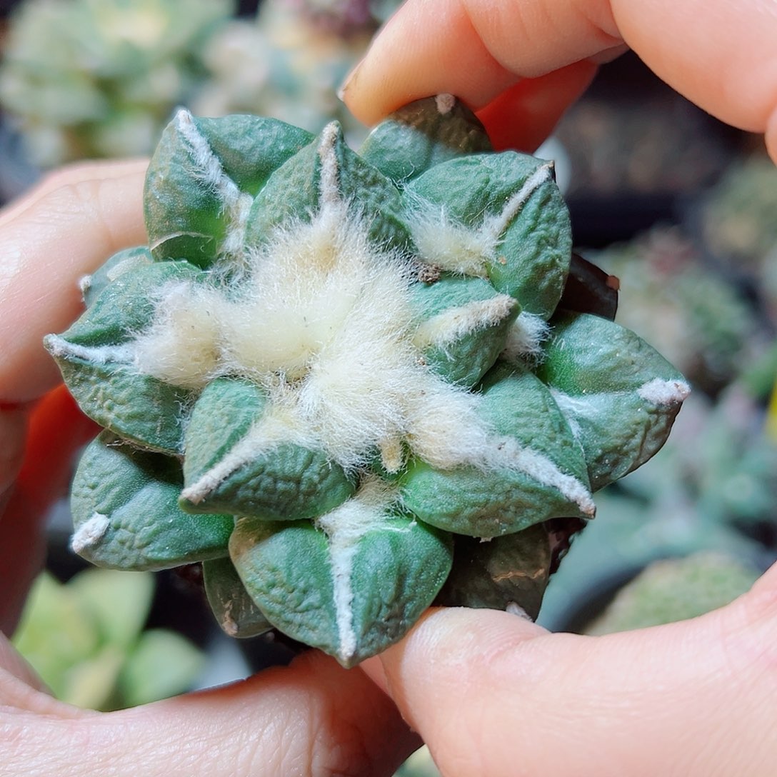 自根黑怒晚16号脱土