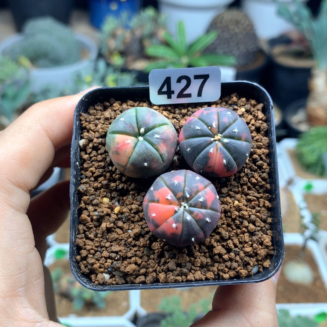 实生兜锦脱土发货