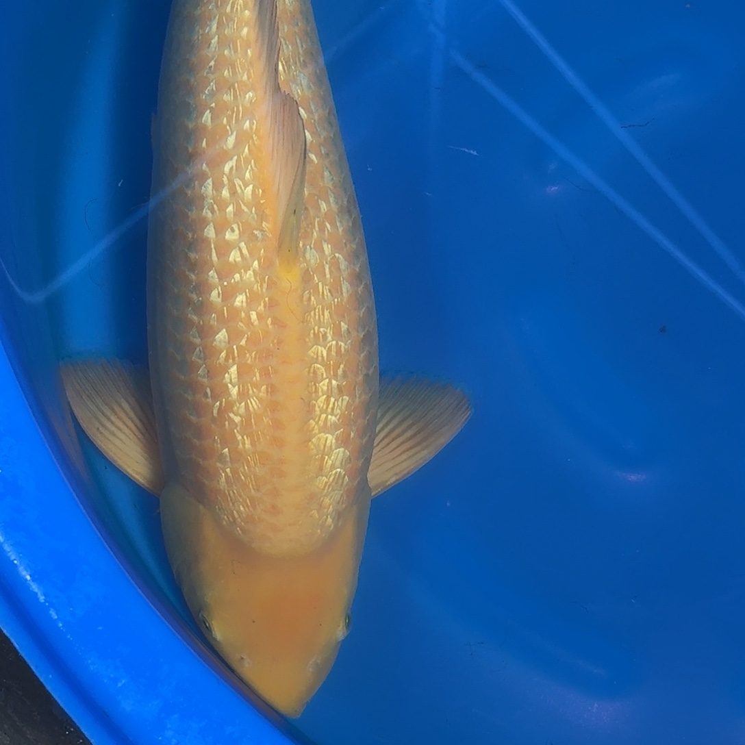 L***F锦鲤杀手银麟介子