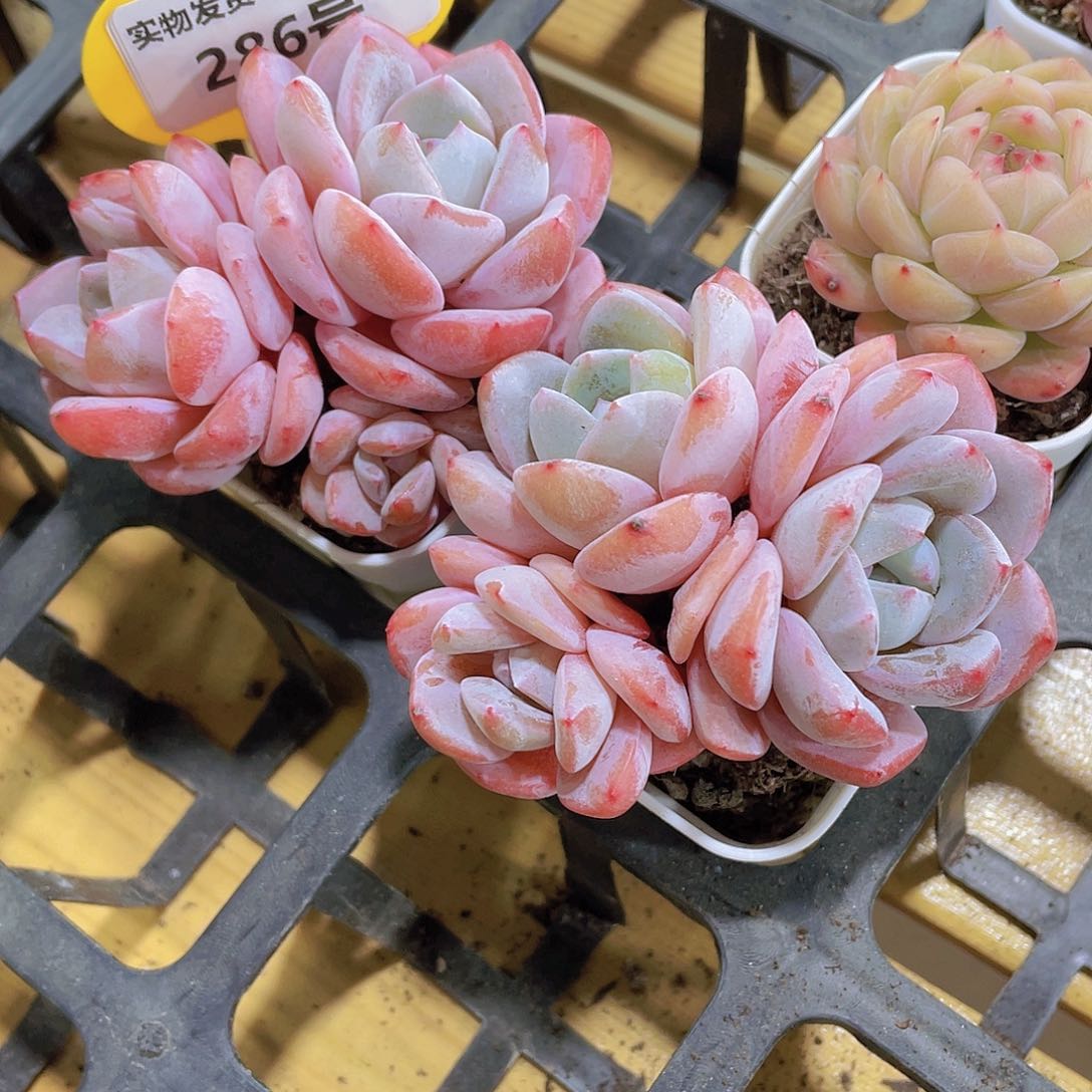 286号 福利大白兔一颗