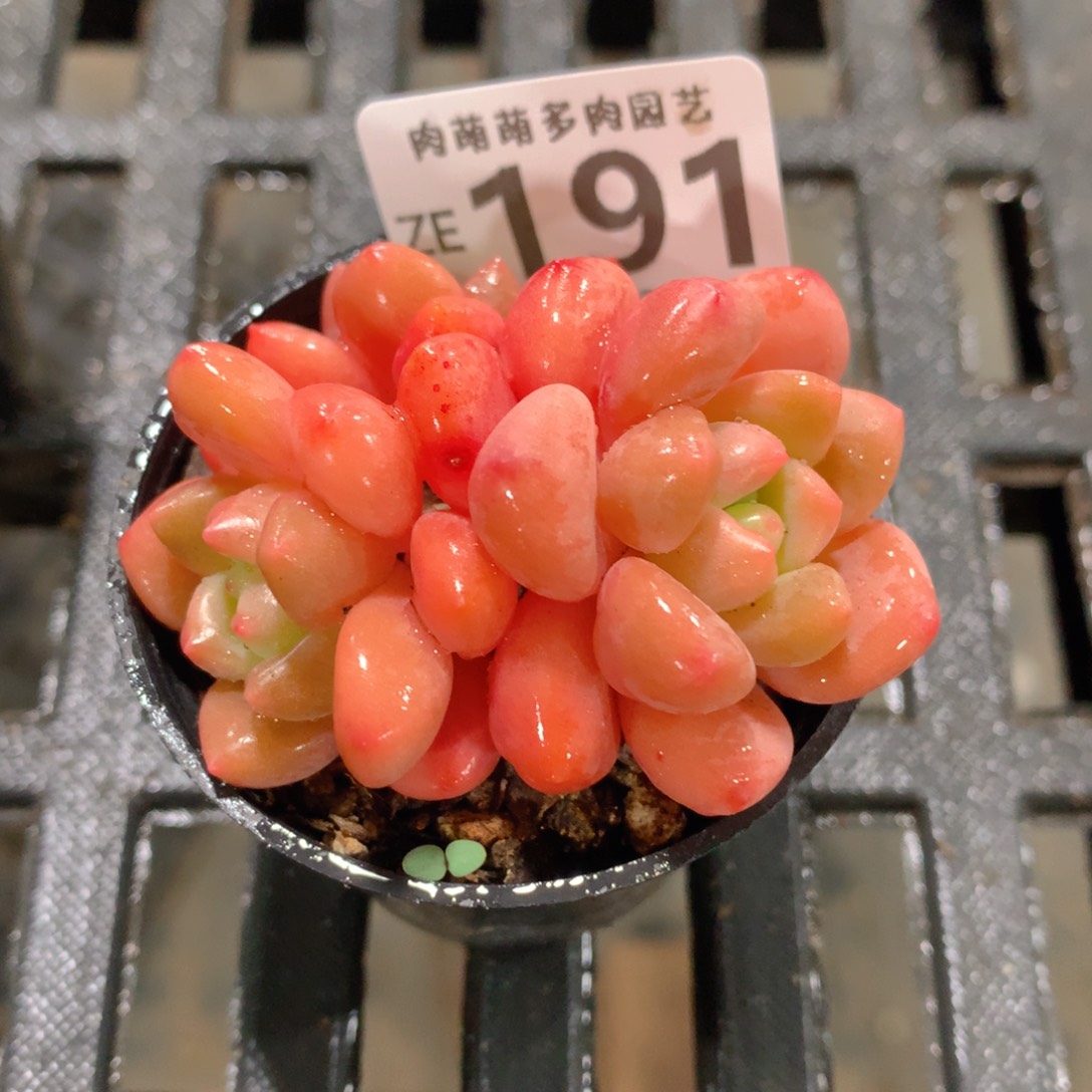 肉萌萌拇指盆精控多肉ZE191