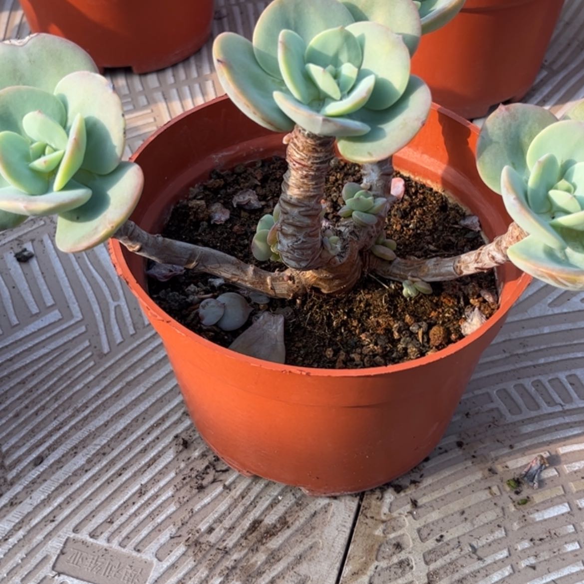 【闪购商品】无花朵琳*