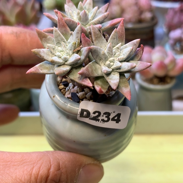 D234一物一拍带盆