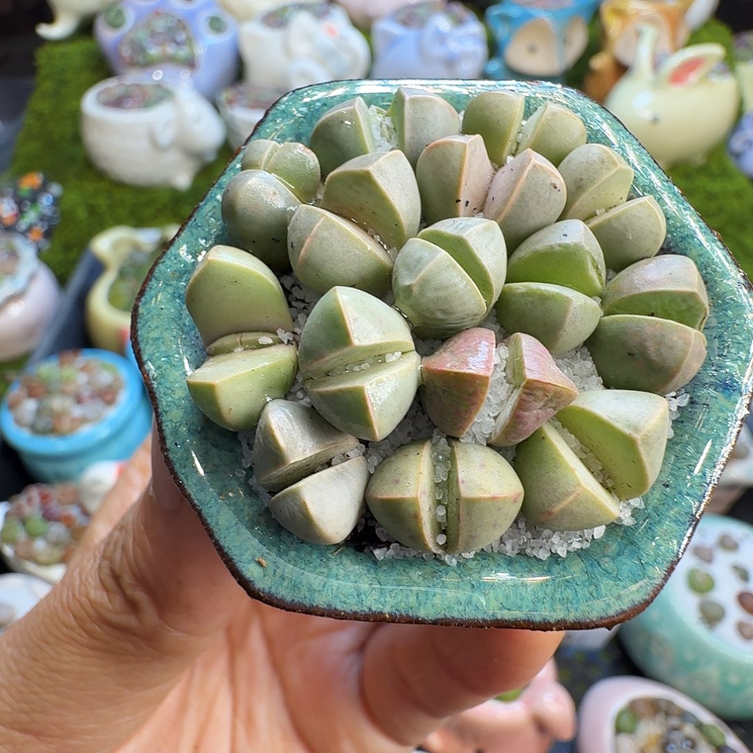 多肉植物开播福利704