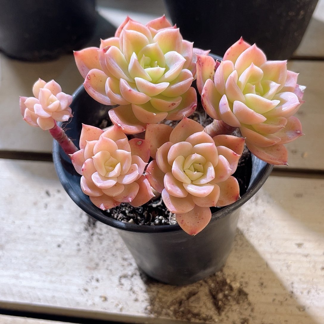 1313  哈密瓜 六月六