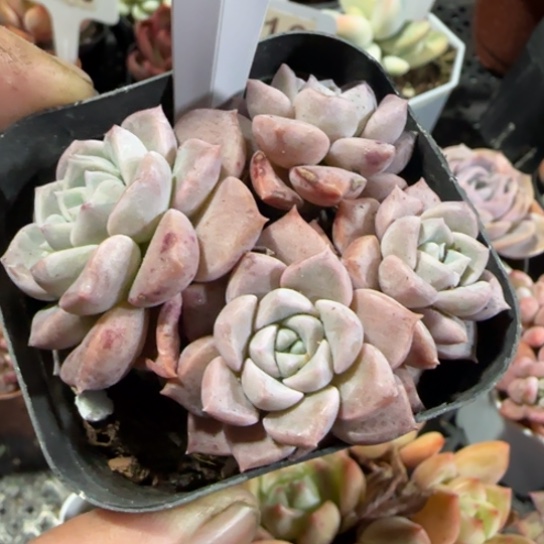 12粉斑点一物一拍多肉