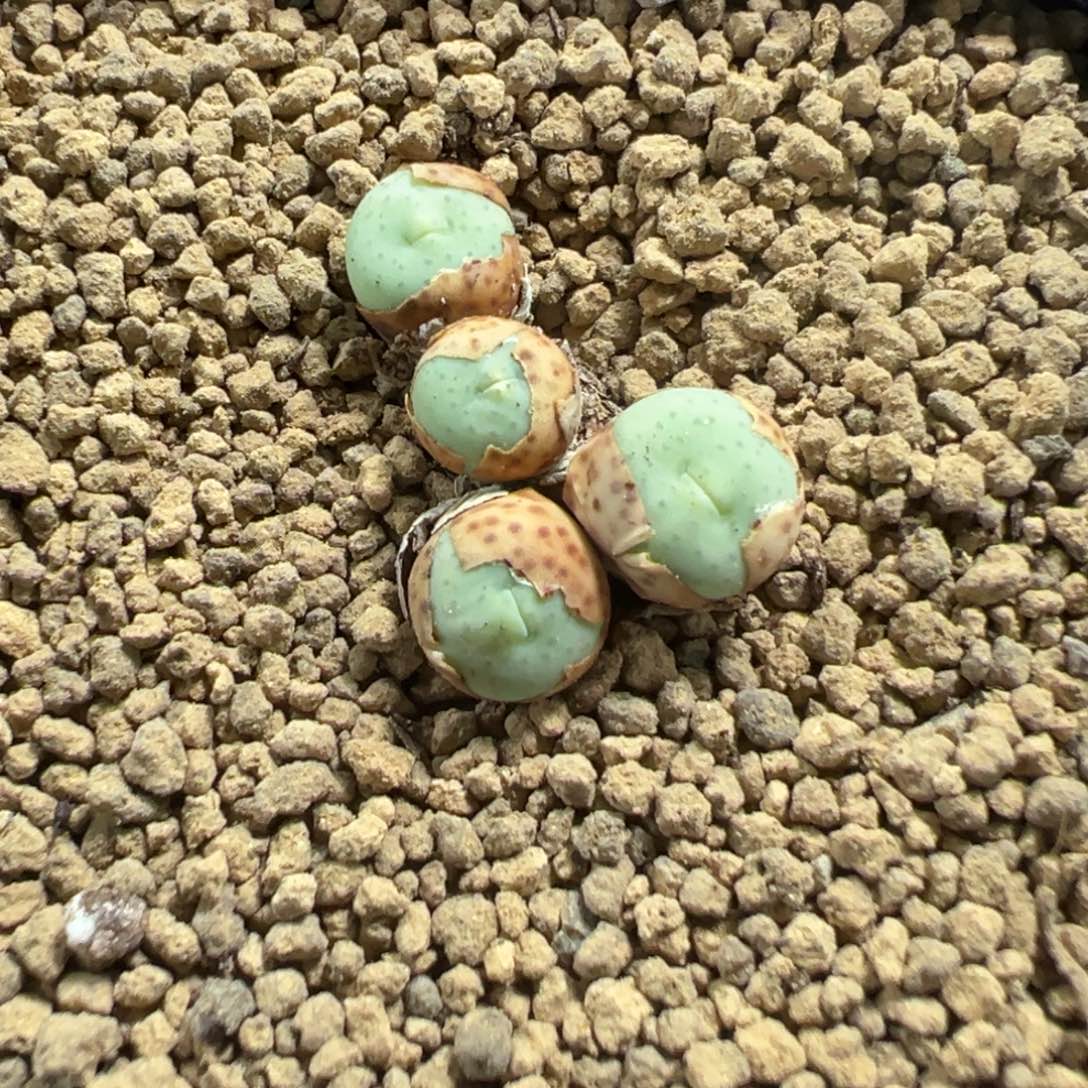 18-14奶油嘴多肉植物，