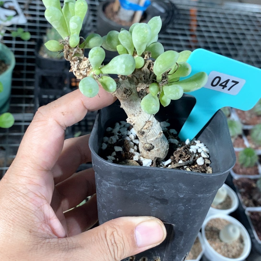 卡拉菲厚炖菊多肉植物
