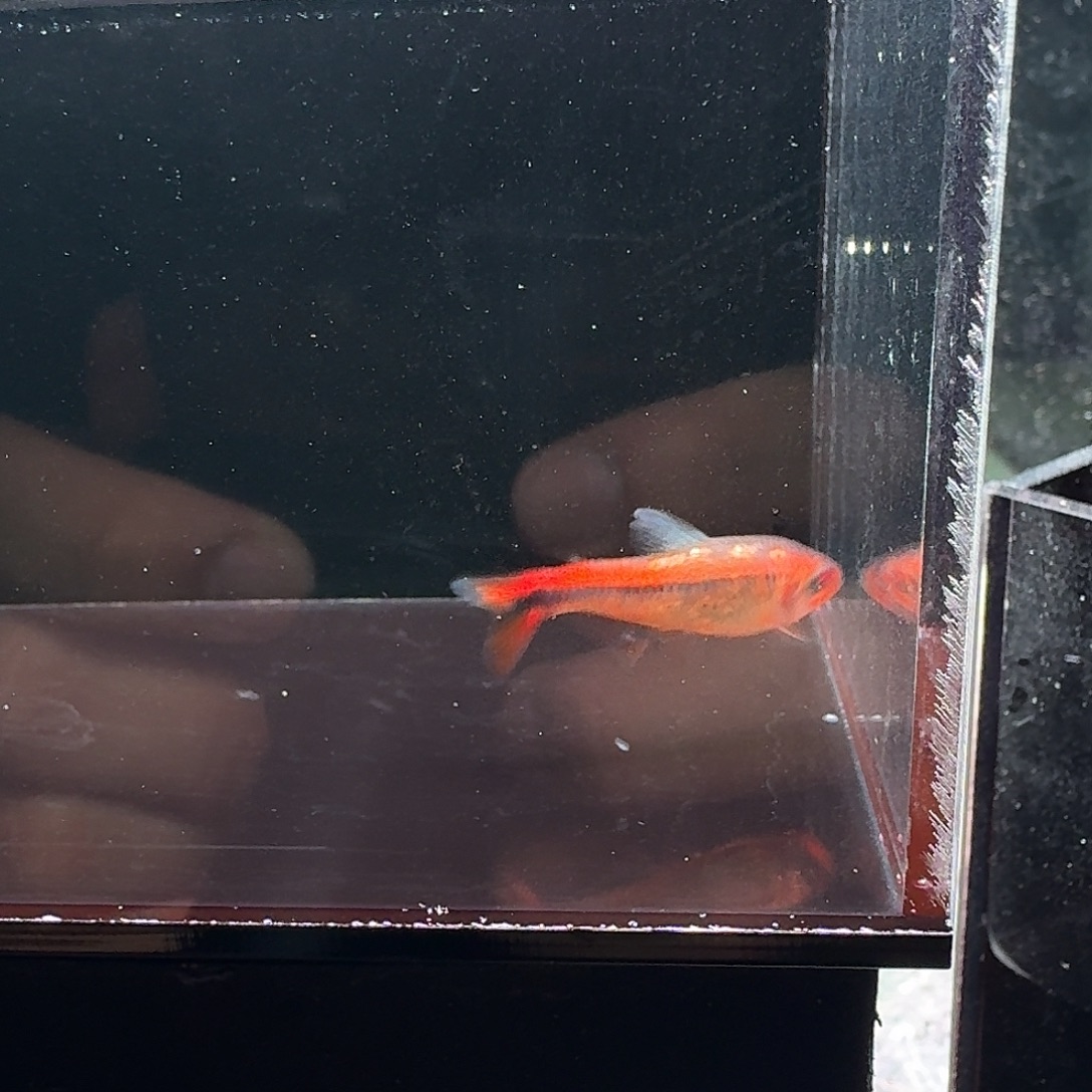 灯科鱼碎金红火蚁 三黑点内