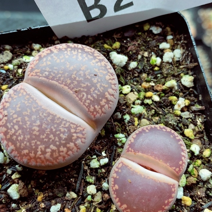 我是一只小小鸟地域鬼的241