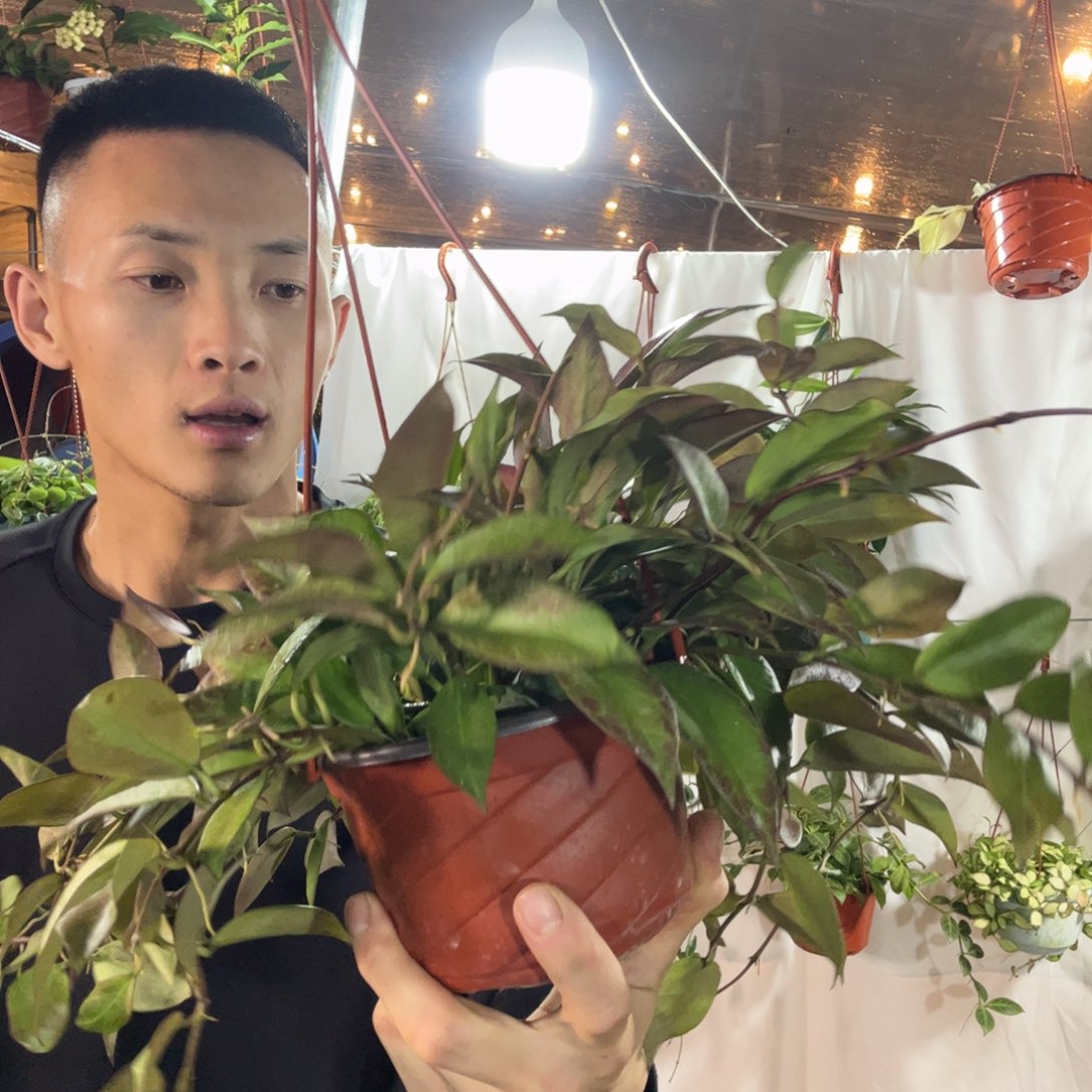 乐***姐无花朵苏奈球兰品种