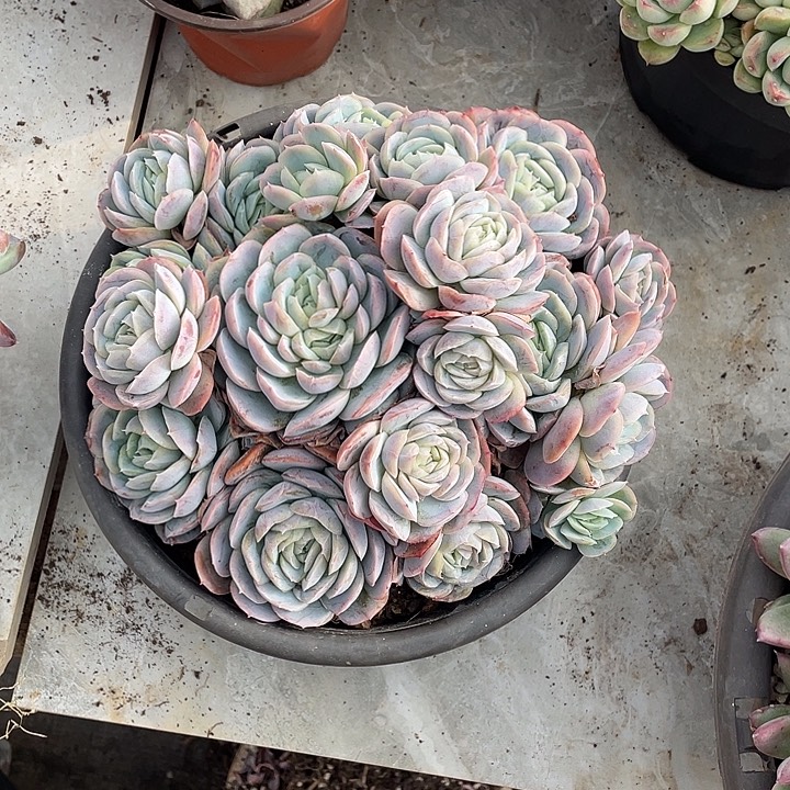 仰***望西娜多肉植物群生