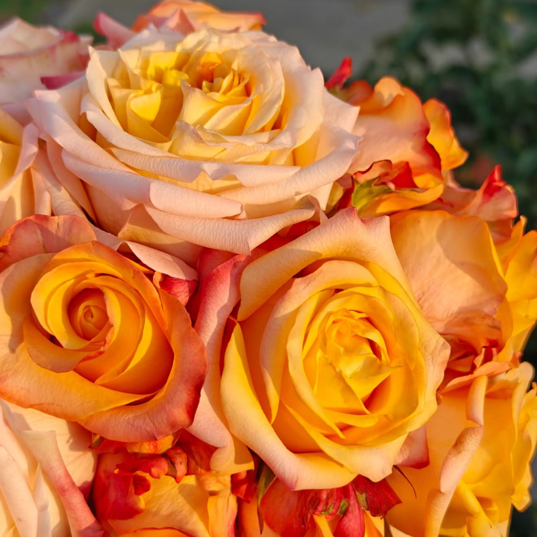 【云南鲜花】（蒙娜丽莎）单头玫瑰 云南鲜花包邮