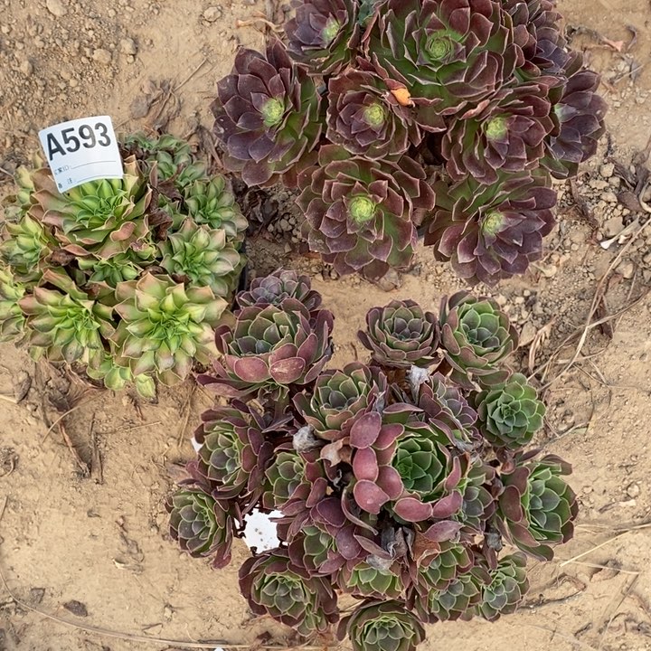 完全开放593组合套餐多肉植物