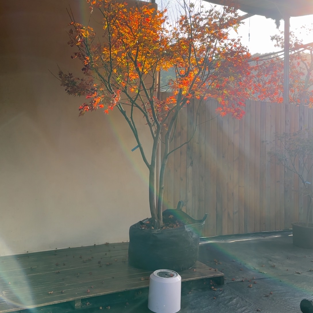 无花朵秋爪红3000