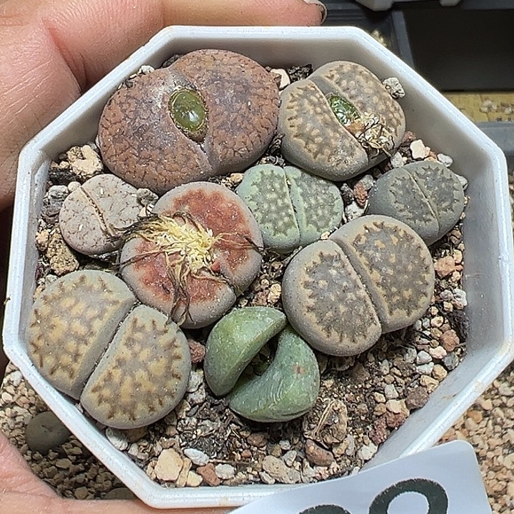 229号生石花一盆多肉植物