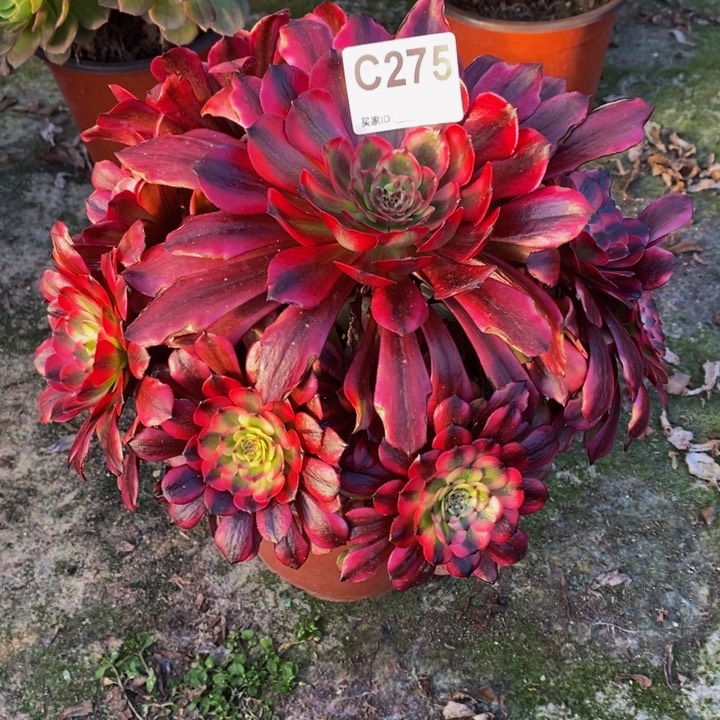 美肌多肉植物275