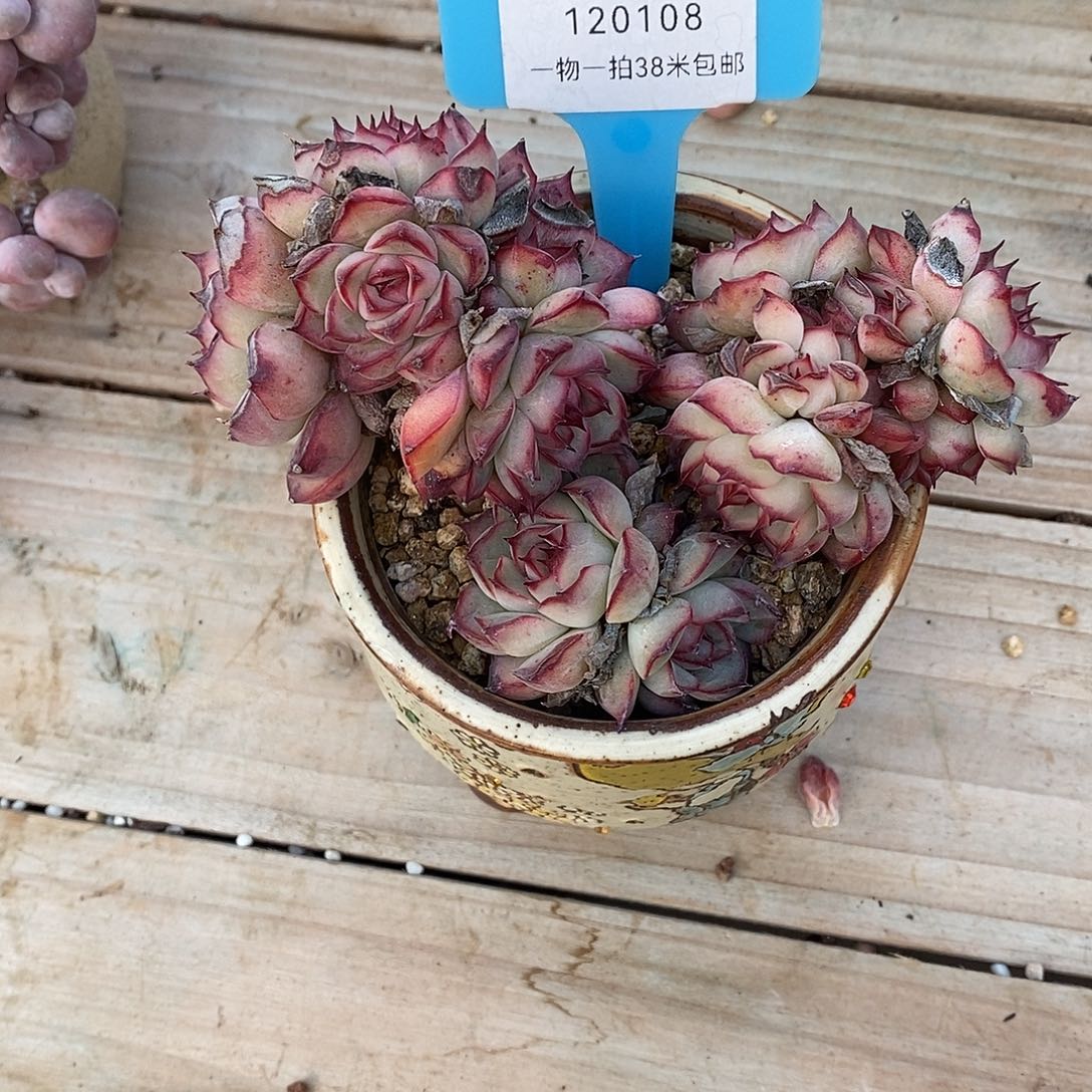 处***暑108v哦老婆璐璐咯哦哦哦