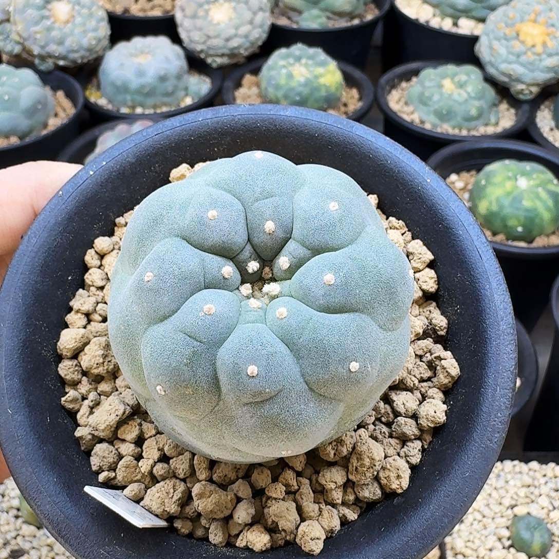 实生白肌大型佛头5cm0515