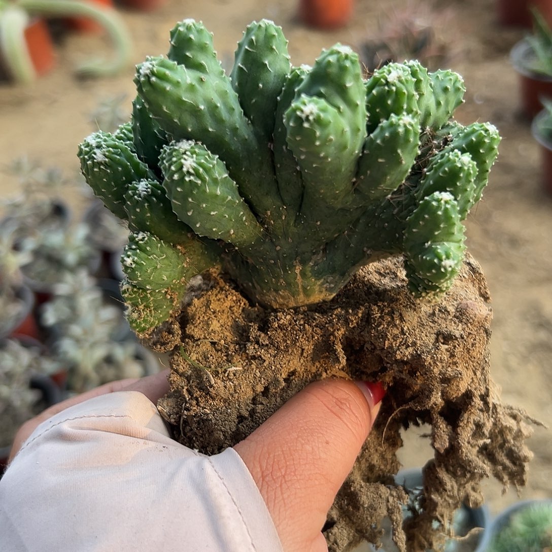 多肉植物五指山哈
