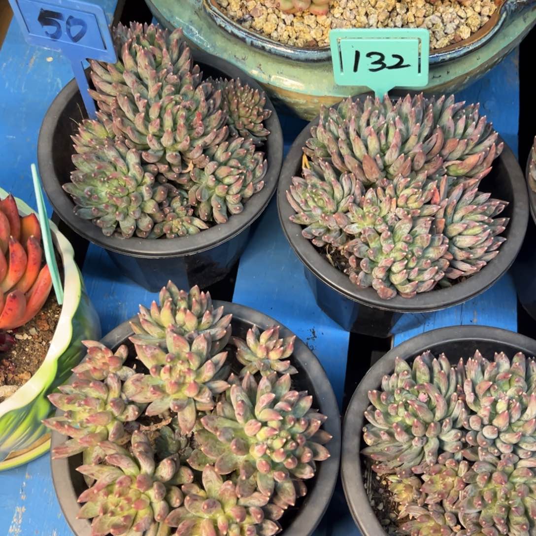 小雨多肉一物一拍炫彩星