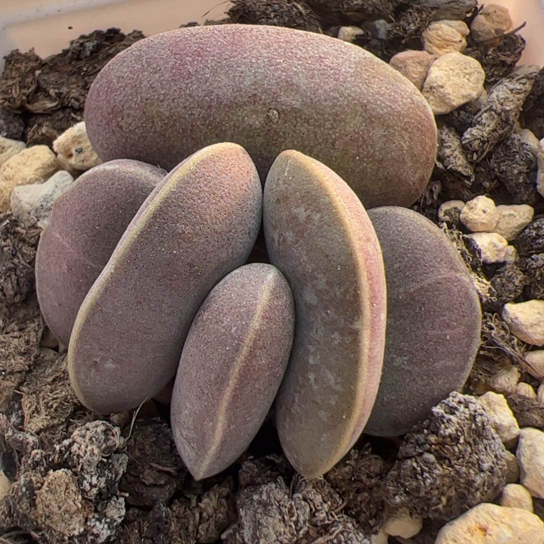 特价全紫花蛋大苗多肉植物水泡