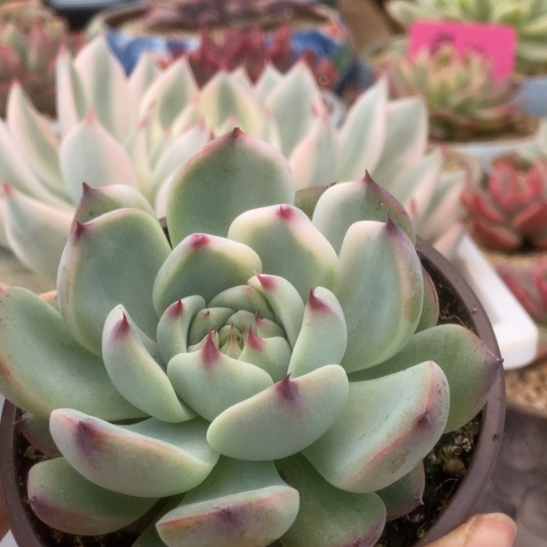 372锦锦锦锦锦锦锦锦锦