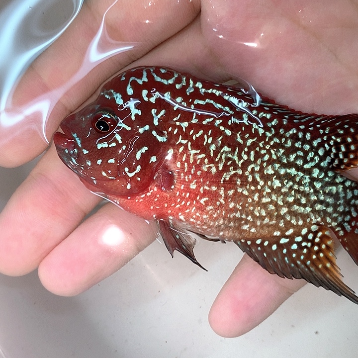 玫***子罗汉鱼金花8888888888