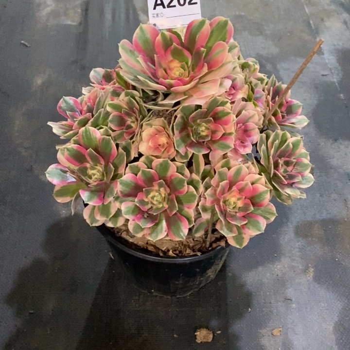 前***左粉女巫202000000000